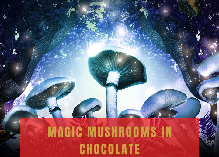 magic mushrooms in chocolate