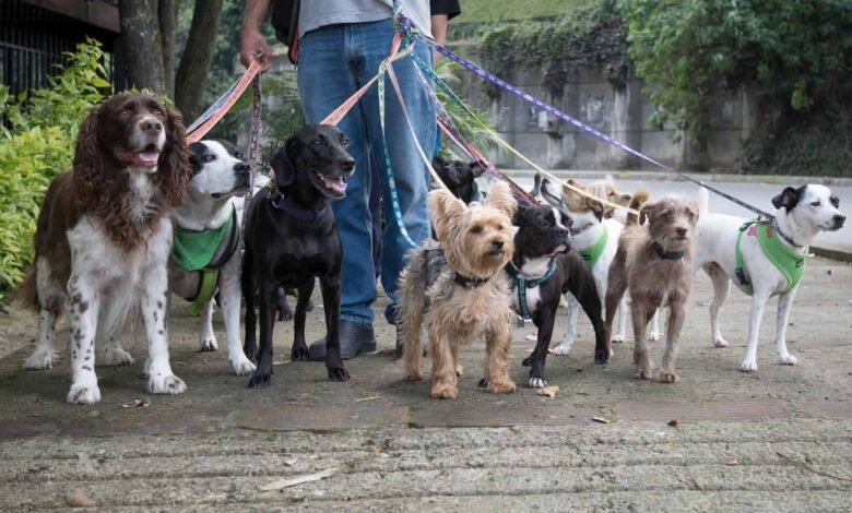 Dog walking service in Derby