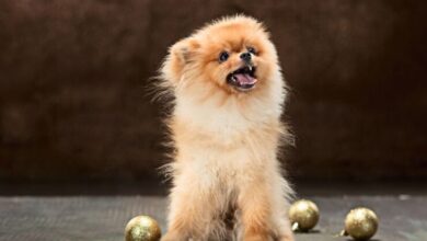 Pomeranian puppies for sale in GA