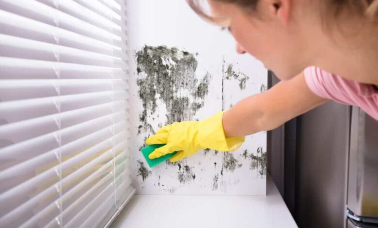 Expert Mold Removal Services