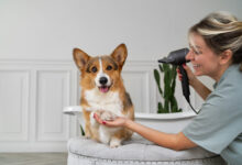 Revolutionize Your Pet Care Business with This Game-Changing Software!