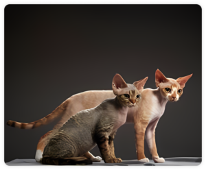 Devons Rex Kittens