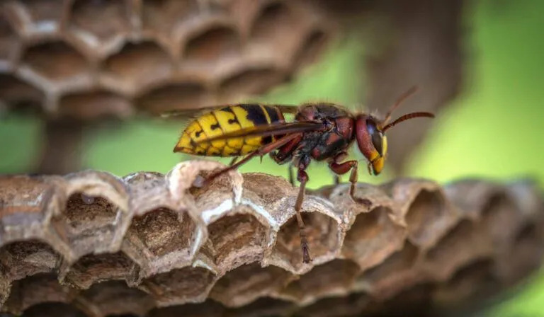 Wasp Control Surrey