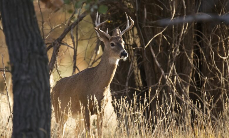 High Fence Whitetail Hunts