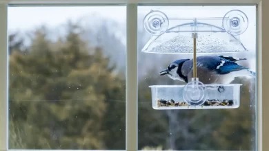 window bird feeder result WingsMyPost