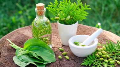 medicinal organic herb farm maine