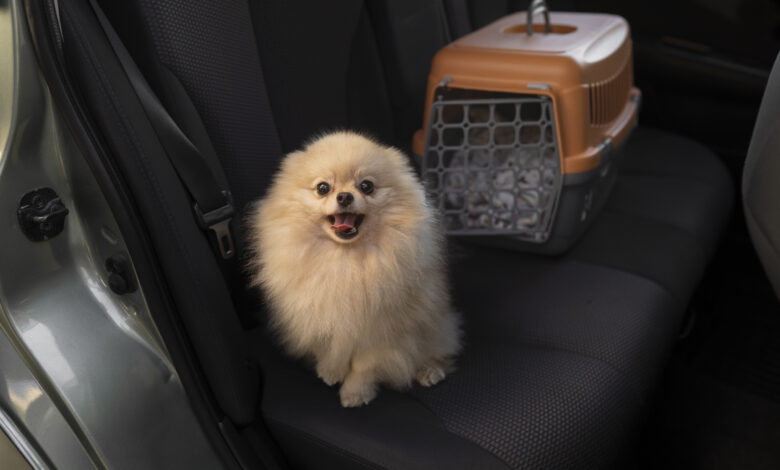 uk and europe pet taxi