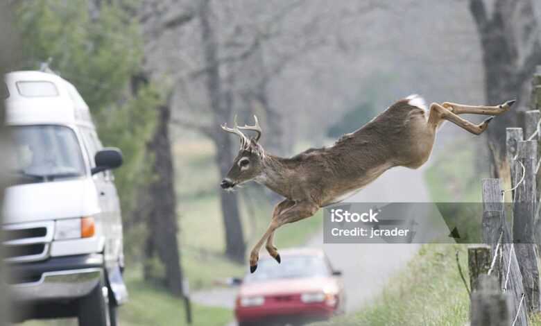 deer fence india