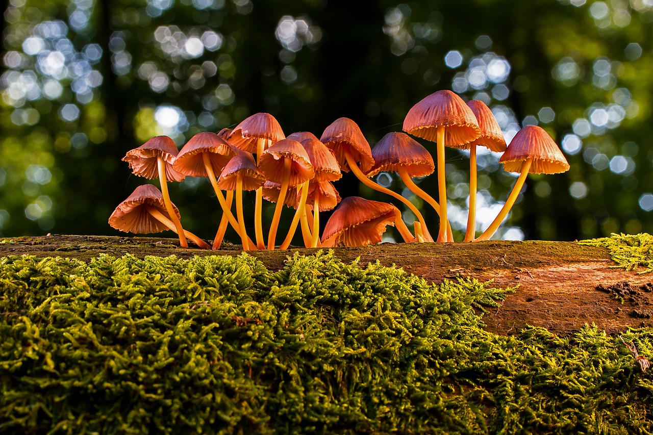 mushrooms 3659165 1280 WingsMyPost