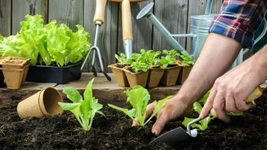 gardener