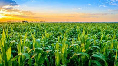 Global Crop Production Market