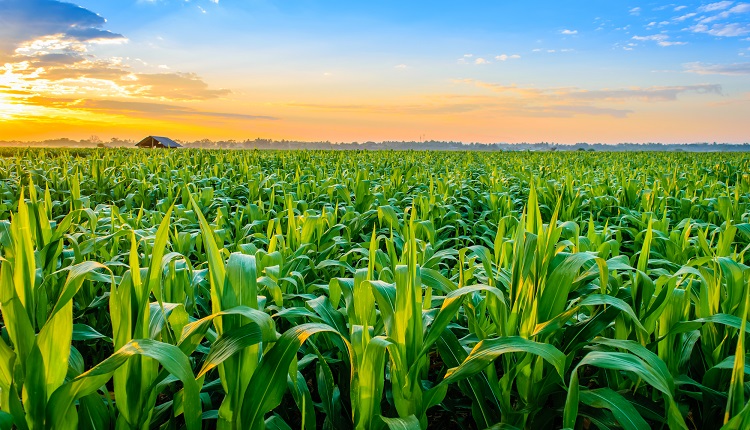 Global General Crop Farming Market