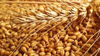 Global Grain Farming Market