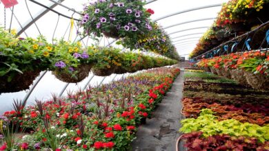 Global Greenhouse Nursery And Flowers Market