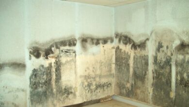 How To Get Rid Of Mold In Your Basement A Complete Guide