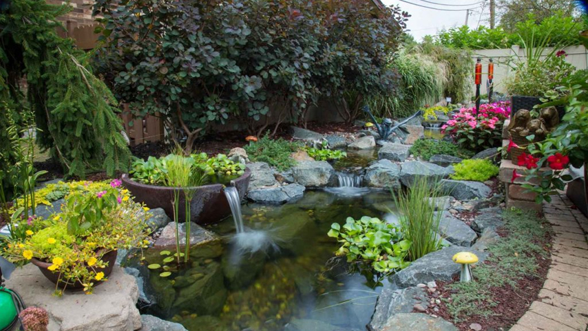 Benefits of Installing a Backyard Pond