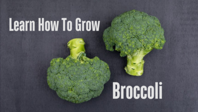 Broccoli