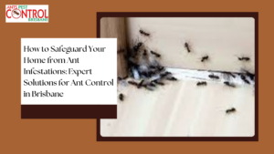 How to Safeguard Your Home from Ant Infestations: Expert Solutions for Ant Control in Brisbane