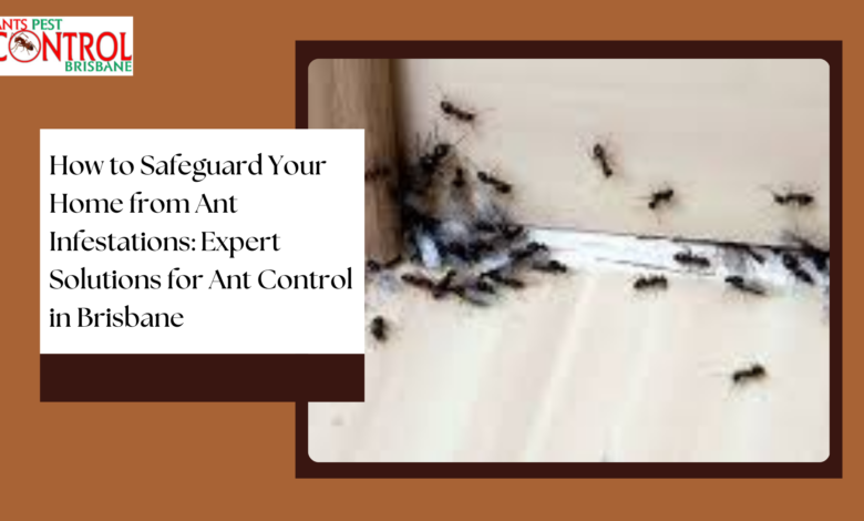 How to Safeguard Your Home from Ant Infestations: Expert Solutions for Ant Control in Brisbane