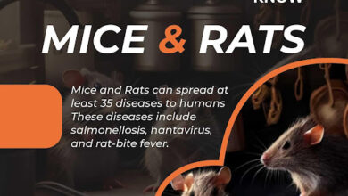 Mice Removal Company in Abbotsford