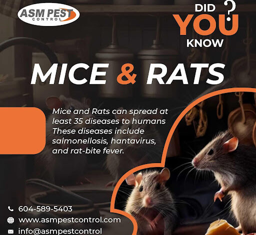 Mice Removal Company in Abbotsford