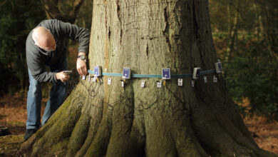 professional tree surveys WingsMyPost